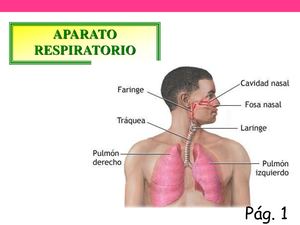 Sistema Respiratorio Tercero Corregido Con Paginas