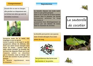 La Sauterelle De Cocotier