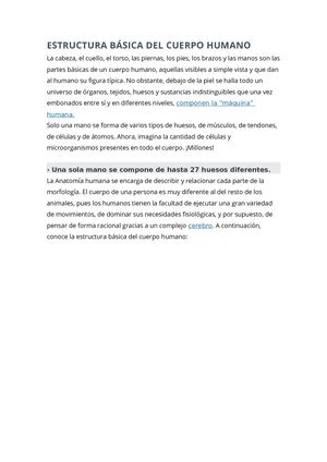 Estructura Básica Del Cuerpo Humano