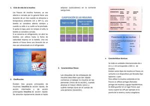 Ciclo De Vida De La Insulina
