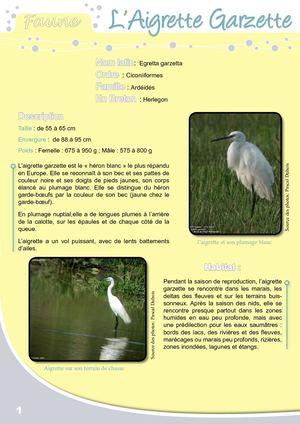 Fiche Pédagogique Aigrette Garzette - Eau & Rivières De Bretagne