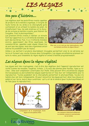 Fiche Pédagogique Algues - Eau & Rivières De Bretagne