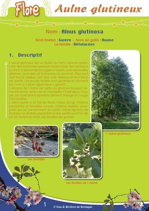 Fiche Pédagogique Aulne Glutineux - Eau & Rivières De Bretagne