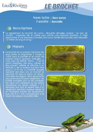Fiche Pédagogique Brochet - Eau & Rivières De Bretagne