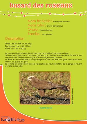 Fiche Pédagogique Busard - Eau & Rivières De Bretagne