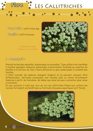 Fiche Pédagogique Callitriches - Eau & Rivières De Bretagne