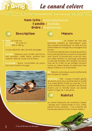 Fiche Pédagogique Canard Colvert - Eau & Rivières De Bretagne
