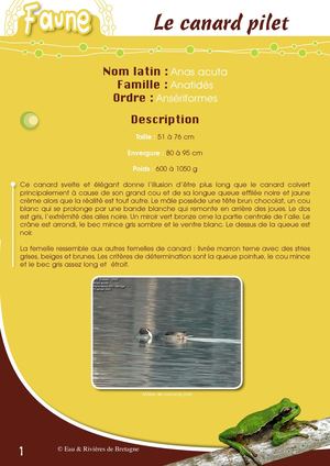 Fiche Pédagogique Canard Pilet - Eau & Rivières De Bretagne