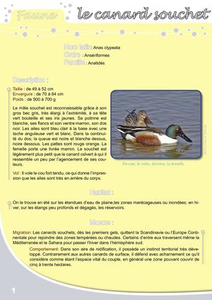 Fiche Pédagogique Canard Souchet - Eau & Rivières De Bretagne