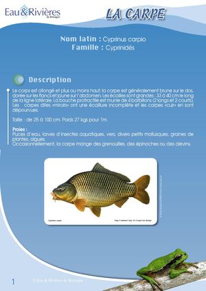 Fiche Pédagogique Carpe - Eau & Rivières De Bretagne