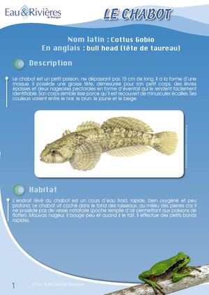 Fiche Pédagogique Chabot - Eau & Rivières De Bretagne