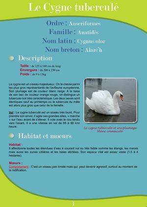 Fiche Pédagogique Cygne - Eau & Rivières De Bretagne