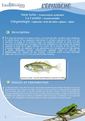 Fiche Pédagogique Epinoche - Eau & Rivières De Bretagne
