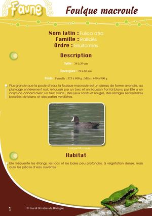 Fiche Pédagogique Foulque - Eau & Rivières De Bretagne