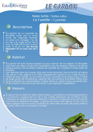 Fiche Pédagogique Gardon - Eau & Rivières De Bretagne