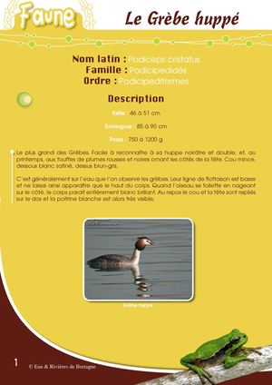 Fiche Pédagogique Grebe Huppe - Eau & Rivières De Bretagne