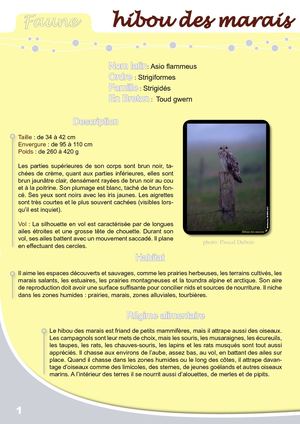 Fiche Pédagogique Hibou Des Marais - Eau & Rivières De Bretagne