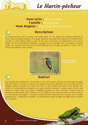 Fiche Pédagogique Martin Pecheur - Eau & Rivières De Bretagne