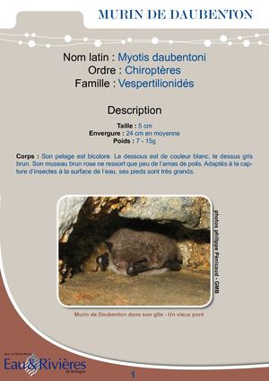 Fiche Pédagogique Murin De Daubenton - Eau & Rivières De Bretagne