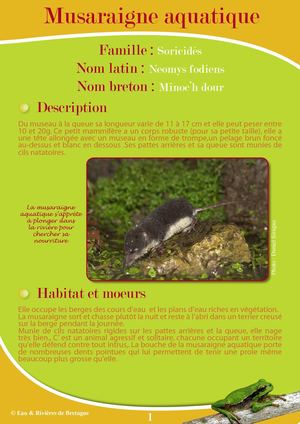 Fiche Pédagogique Musaraigne - Eau & Rivières De Bretagne