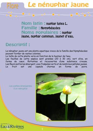 Fiche Pédagogique Nenuphar - Eau & Rivières De Bretagne