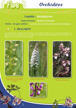 Fiche Pédagogique Orchidees - Eau & Rivières De Bretagne