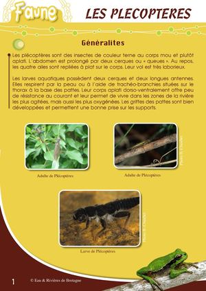 Fiche Pédagogique Plecopteres - Eau & Rivières De Bretagne