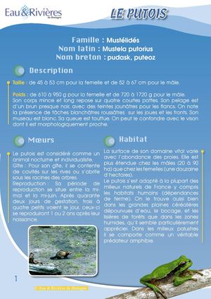 Fiche Pédagogique Putois - Eau & Rivières De Bretagne