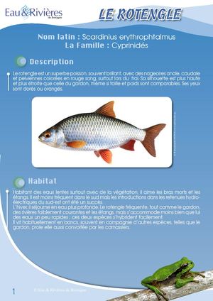 Fiche Pédagogique Rotengle - Eau & Rivières De Bretagne