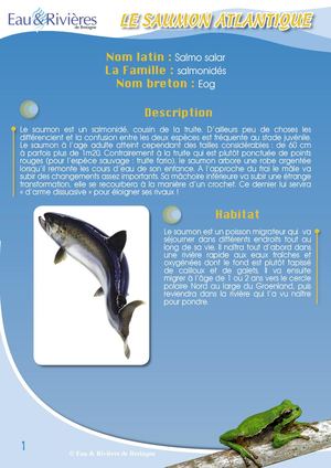 Fiche Pédagogique Saumon - Eau & Rivières De Bretagne