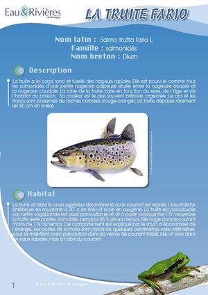Fiche Pédagogique Truite - Eau & Rivières De Bretagne