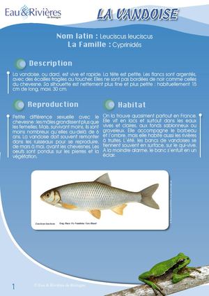 Fiche Pédagogique Vandoise - Eau & Rivières De Bretagne