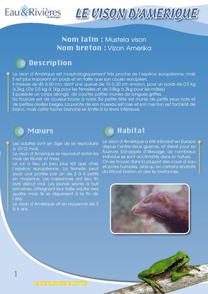 Fiche Pédagogique Vison D'Amerique - Eau & Rivières De Bretagne