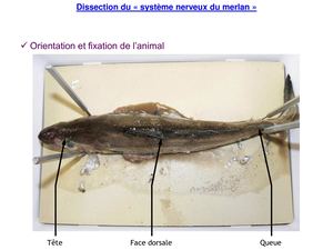Dissection Merlan2017