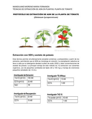 Protocolo De Extracción De ADN De La Planta De Tomate