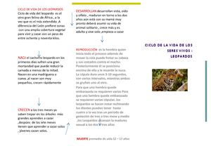 Ciclo De Vida De Los Leopardos Fatima