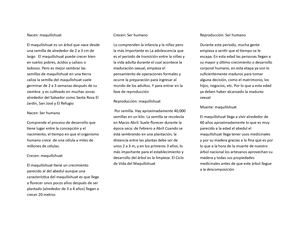 Ciclo De Vida Del Maquilishuat Final Hoy Si Porfin