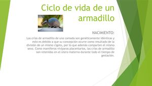 Ciclo De Vida De Un Armadillo