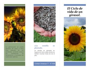 Ciclo De Vida De Los Girasoles