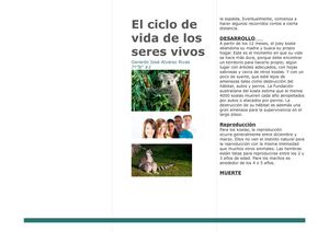 Ciclo De La Vida De Un Koala 2017