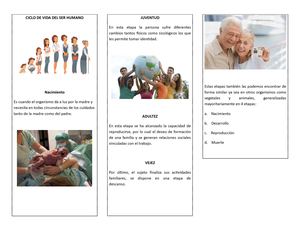 Ciclo De Vida Del Ser Humano