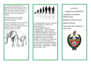 Triptico De Ciclo De Vida