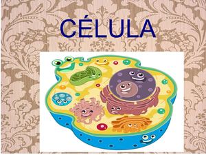 Celula Presentacion