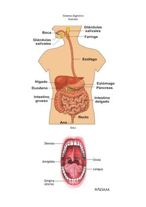 Sistema Digestivo