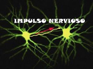 Impulso Nervioso