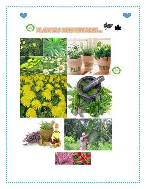 Plantas Medicinales