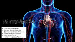 Circulación
