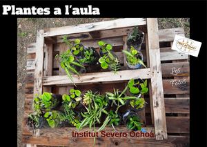 Plantes A L'aula