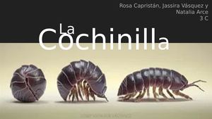 La Cochinilla (1)