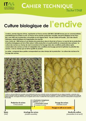 Fiche Endive
